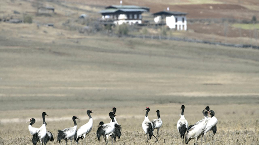 Make a pit stop at the Black Neck Crane Centre on your Bhutan trip