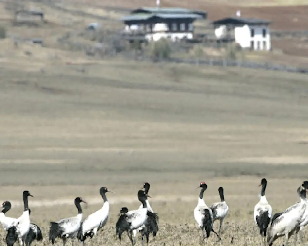 Make a pit stop at the Black Neck Crane Centre on your Bhutan trip